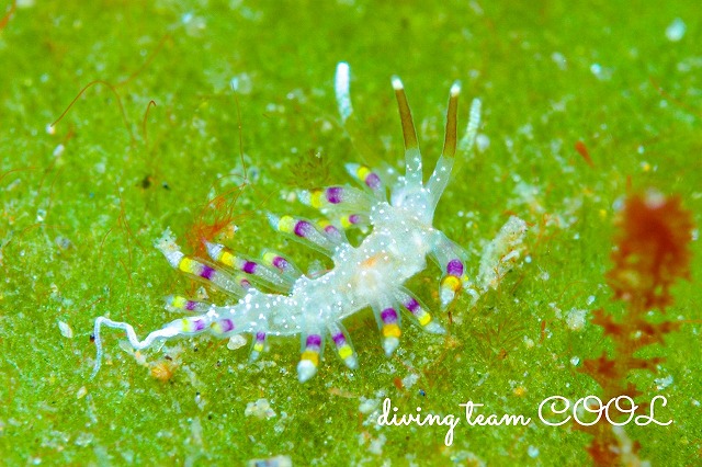 アイリスミノウミウシ