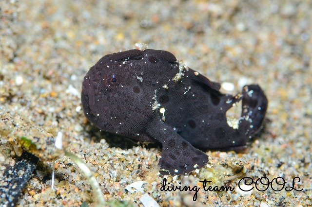 カエルアンコウ幼魚