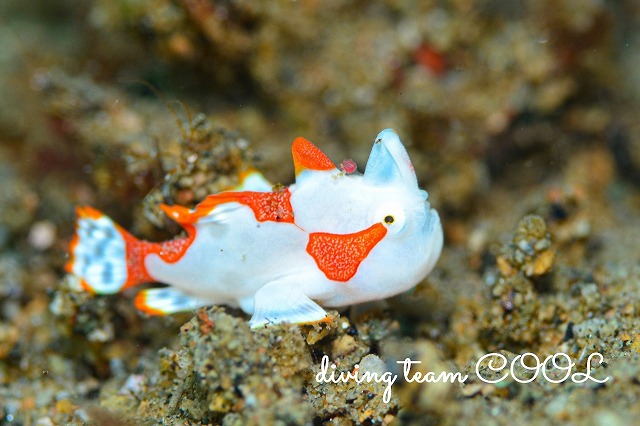 クマドリカエルアンコウ幼魚