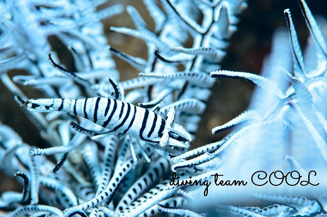 バサラカクレエビ