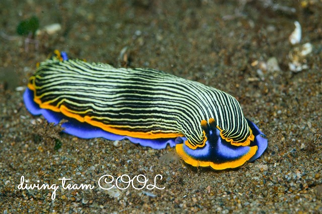 オトメウミウシ属の一種４