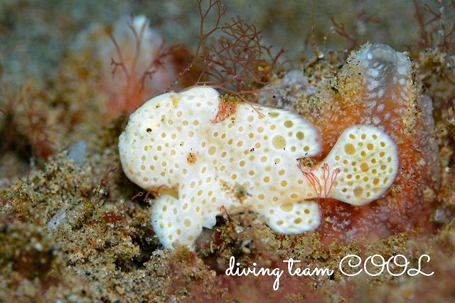 イロカエルアンコウ幼魚