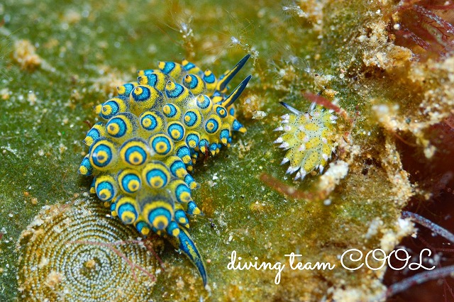 ミナミアオモウミウシ