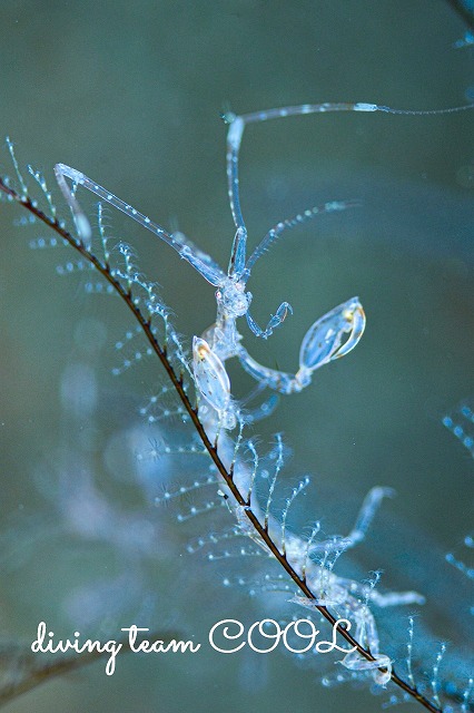 ワレカラの仲間