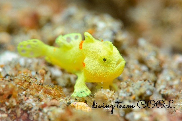 イロカエルアンコウ幼魚
