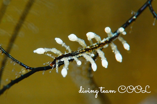 ヤマンバミノウミウシ