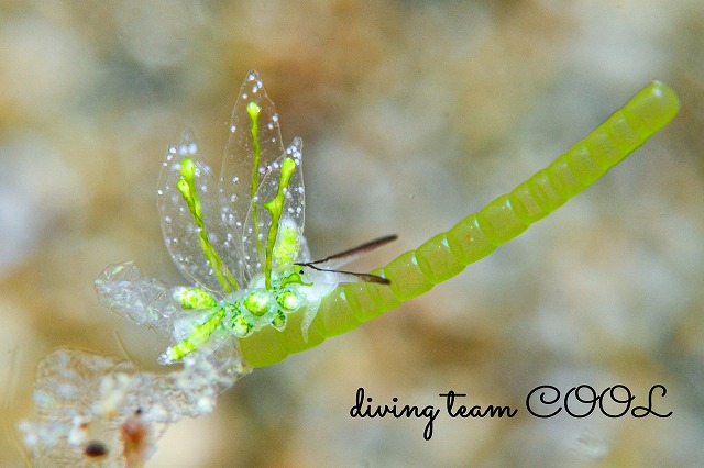 シロモウミウシ