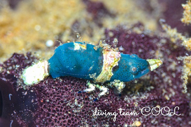 ラトレウテス・ビコルニス