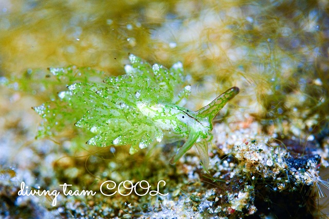 アオモウミウシ属の一種3