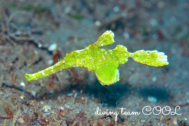 ハリメダゴーストパイプフィッシュ