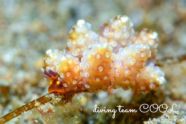 マツカサウミウシ属の一種８