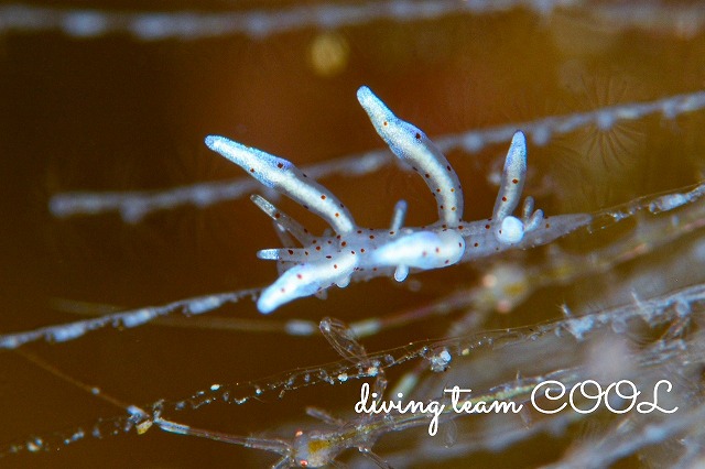 ホソミノウミウシ