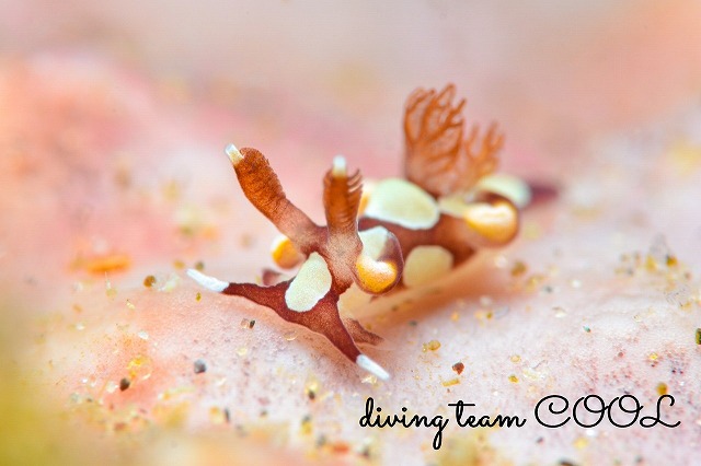 ツガルウミウシ属の一種15