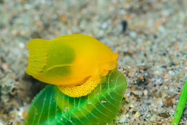 キヌハダウミウシ属の一種33