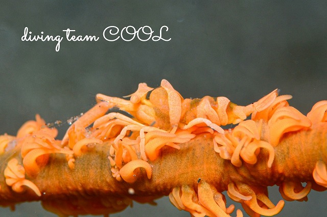 キミシグレカクレエビ