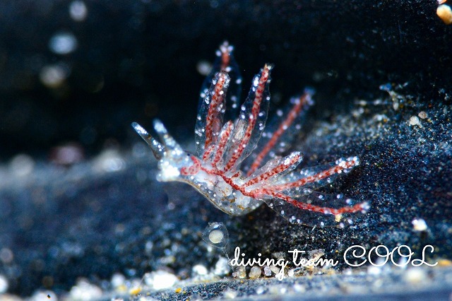 ベルグウミウシ