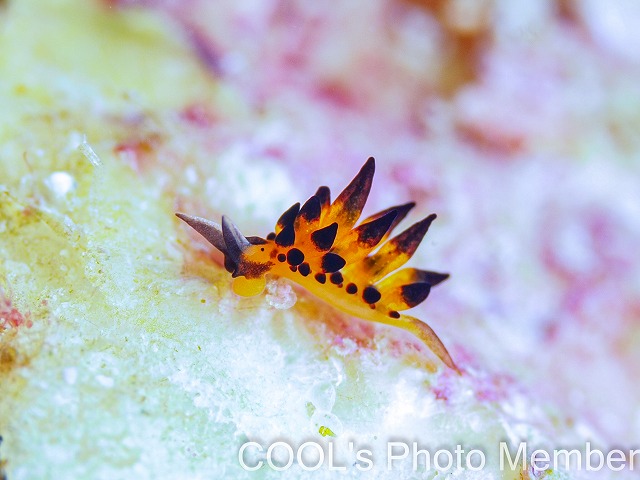 プラキダ・バラクオバマイ