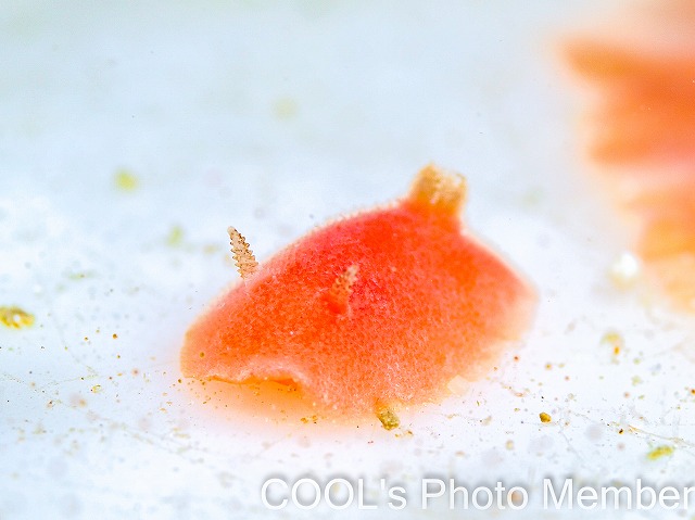 ヒメアカウミウシ