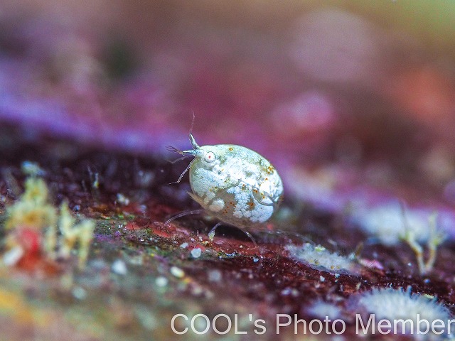 オキナワホテイヨコエビ