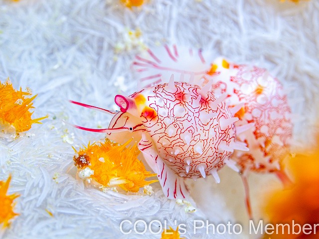 シロオビコダマウサギガイ