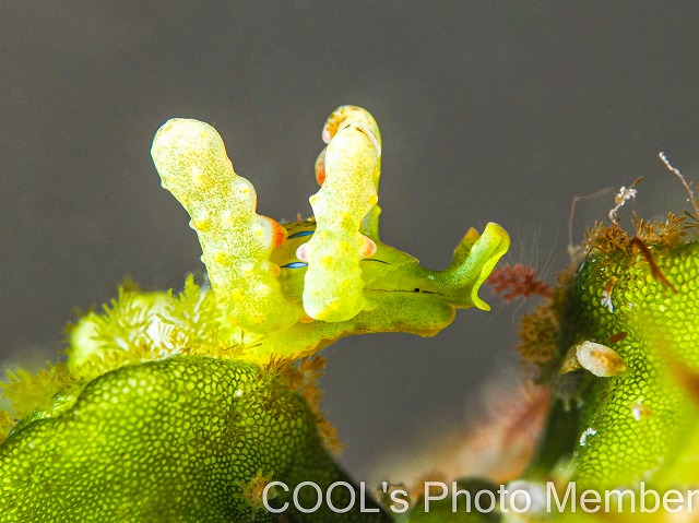 フリソデミドリガイ