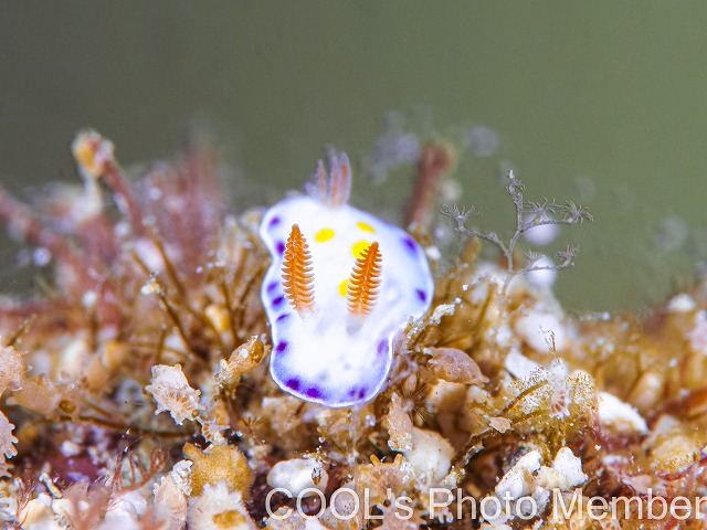 ミナミコモンウミウシ