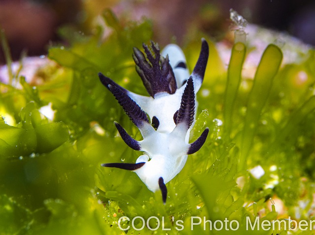 パンダツノウミウシ