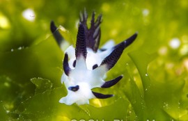 パンダツノウミウシ