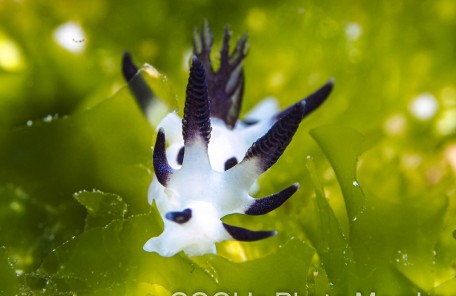 パンダツノウミウシ