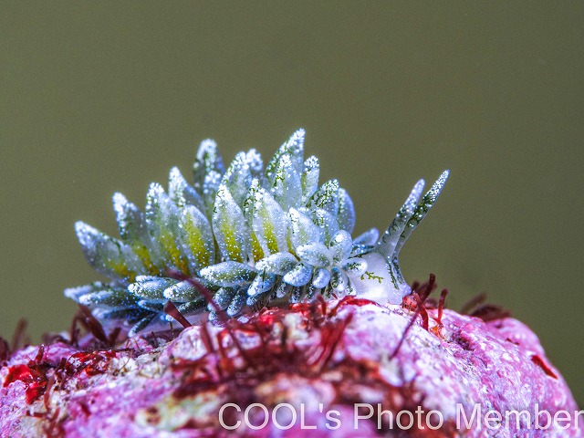 アオモウミウシ属の一種13