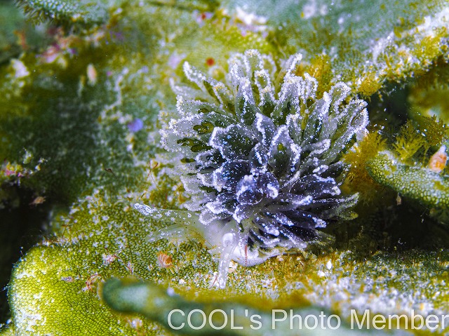 タマナウミウシ属の一種4