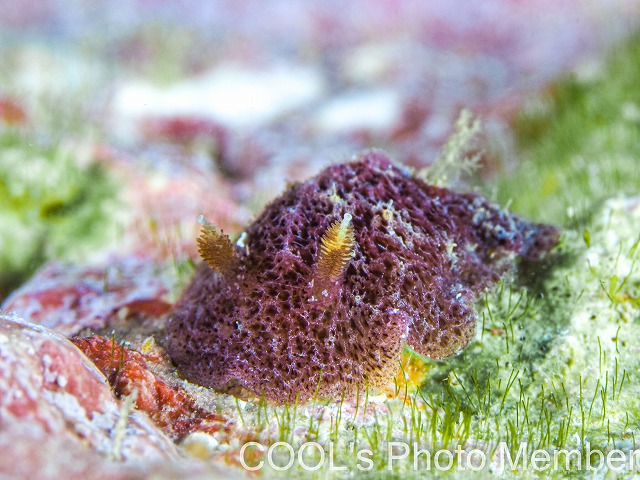 ハクセンビロウドウミウシ