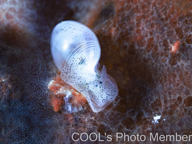 コクテンタマゴガイ