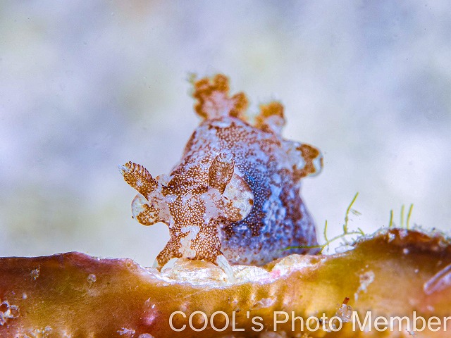 トラパニア・カマゴン