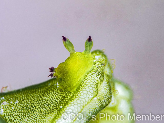 ニシキリュウグウウミウシ属の仲間