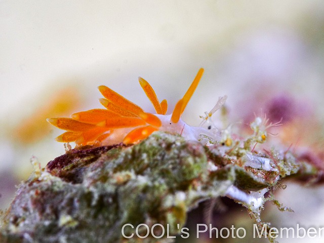 カツヤマミノウミウシ