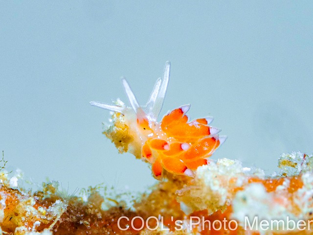 シロタエウミウシ属の一種75