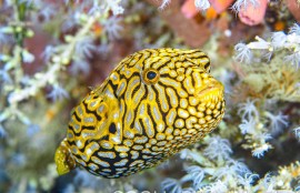 ケショウフグ幼魚