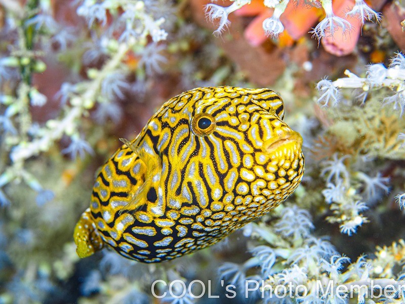 ケショウフグ幼魚