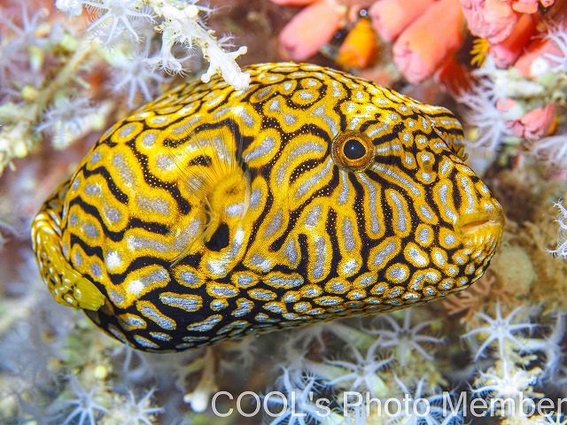 ケショウフグ幼魚