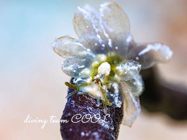 スカシウロコウミウシ