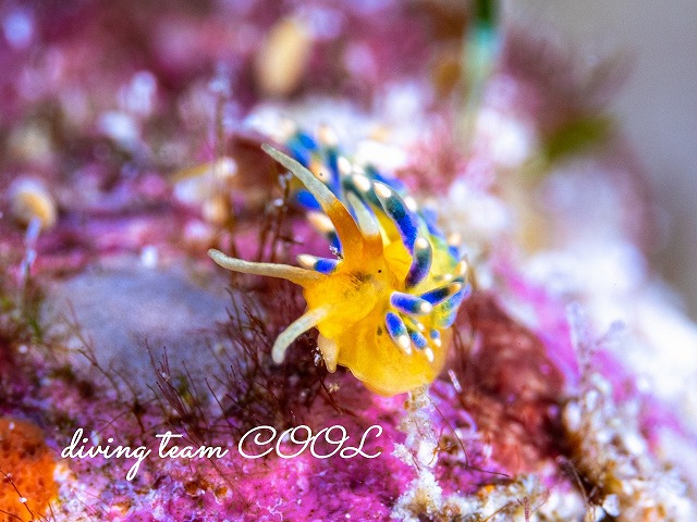 フジエラミノウミウシ