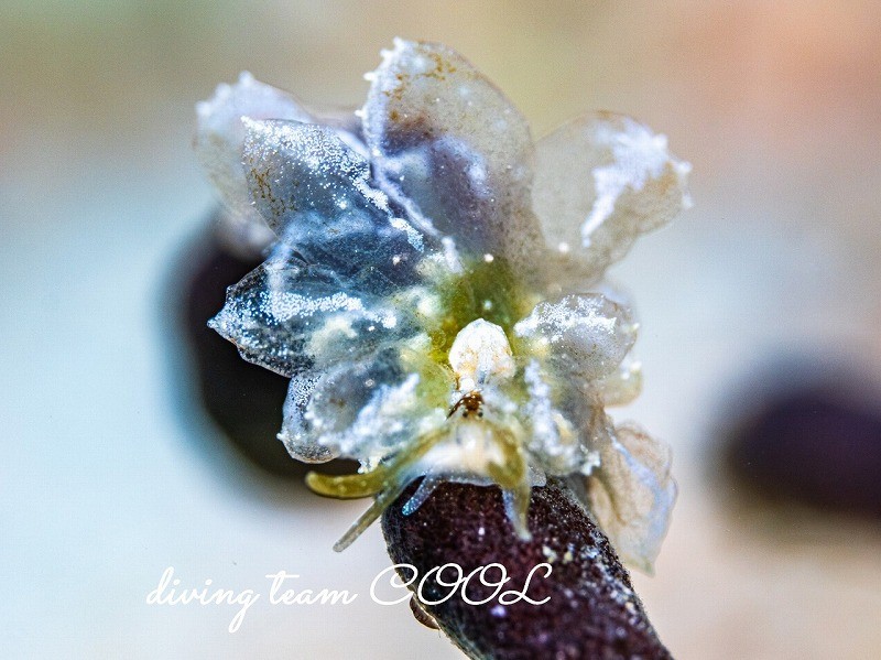 スカシウロコウミウシ