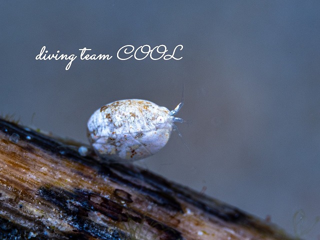 オキナワホテイヨコエビ