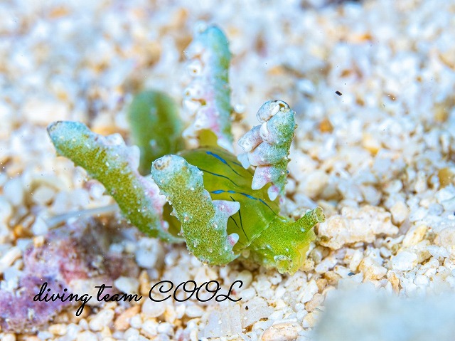 フリソデミドリガイ