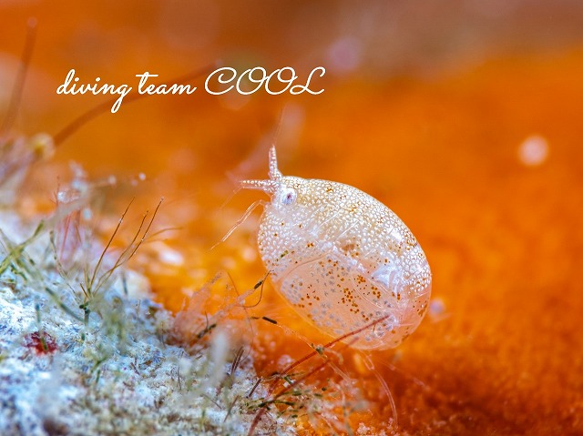 オキナワホテイヨコエビ