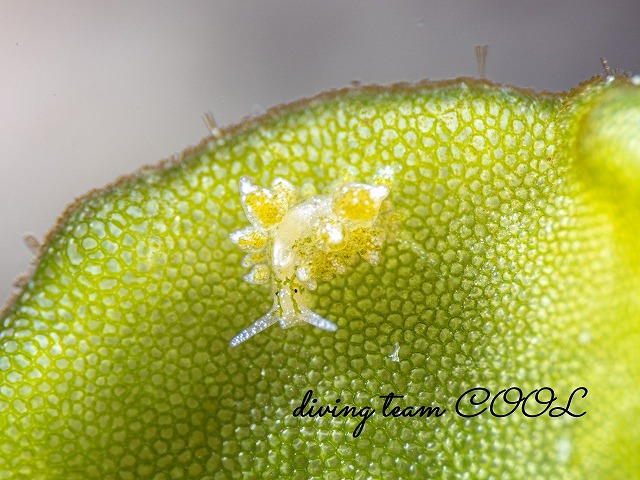 アリモウミウシ属の一種７