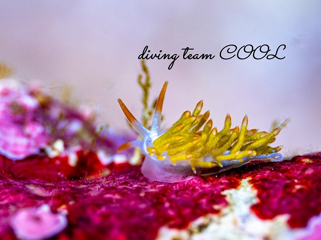 キツネビミノウミウシ