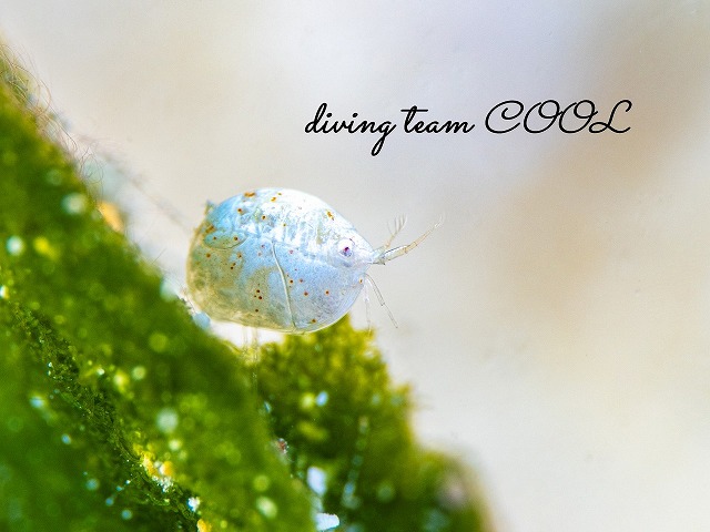 オキナワホテイヨコエビ