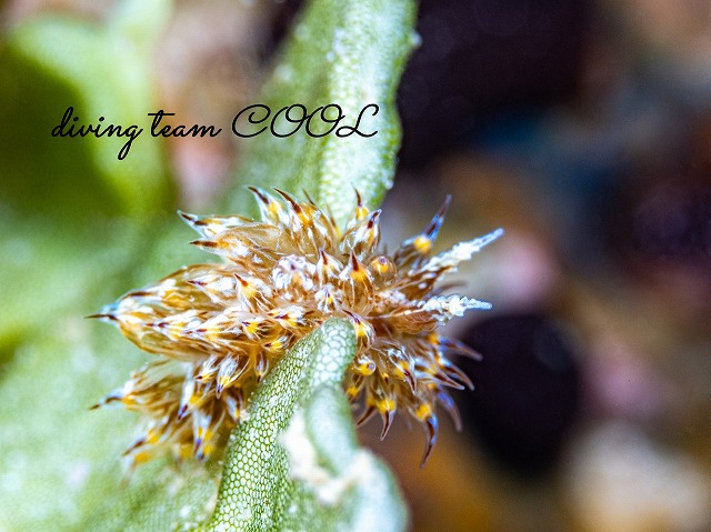 コヤナギウミウシ